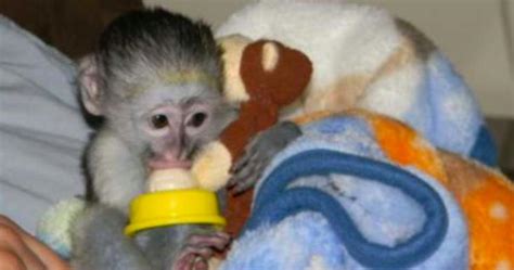 evde maymun beslemek yasak mı